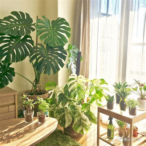 房間可以種植物嗎